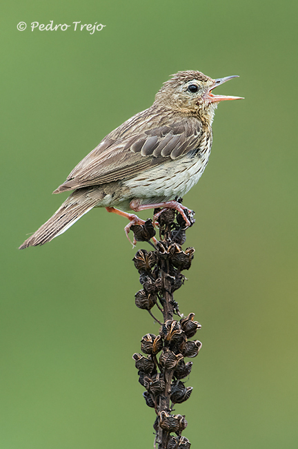 Bisbita arbóreo (Anthus trivialis)